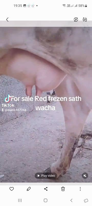 Red frezen sath wacha milk 12kg local khorak pay gar ki pali third sua 3