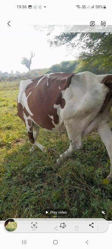 Red frezen sath wacha milk 12kg local khorak pay gar ki pali third sua 5