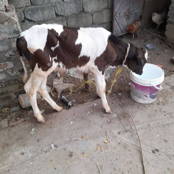 Red frezen sath wacha milk 12kg local khorak pay gar ki pali third sua 6