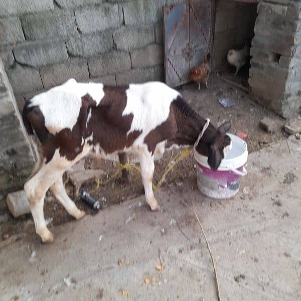 Red frezen sath wacha milk 12kg local khorak pay gar ki pali third sua 7