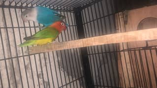 lovebird