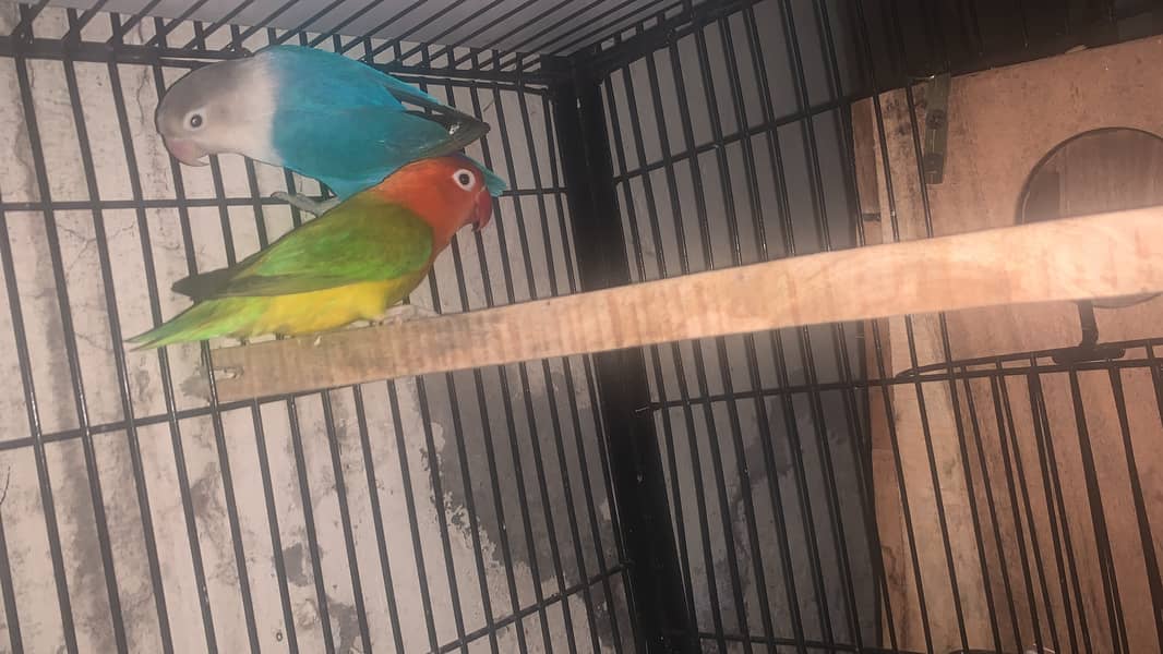 lovebird parrot 0