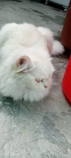 my Persian cat