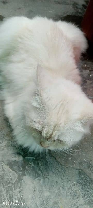 my Persian cat 1