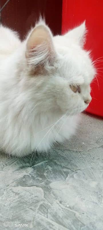 my Persian cat 2