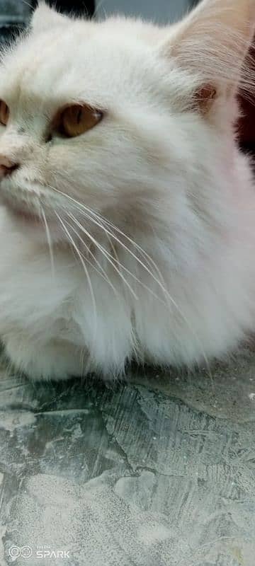 my Persian cat 3