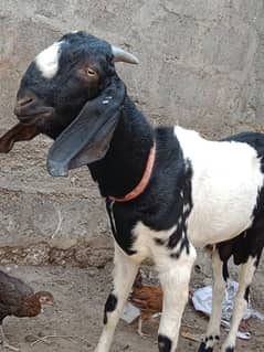 bakra Pure punjab nasal breeder plus 2025 qurbani