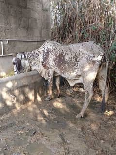 cholistani cow with baby