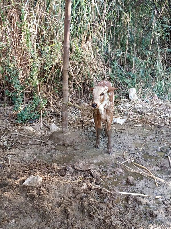 cholistani cow with baby 2