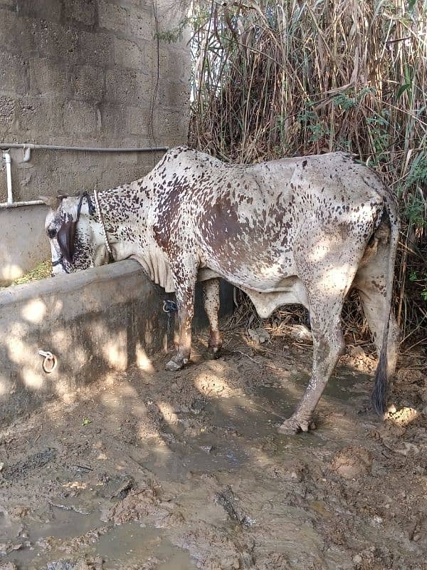 cholistani cow with baby 3