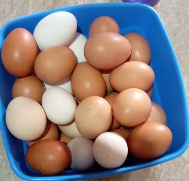 DESI EGGS ON DISCOUNTED RATE 0