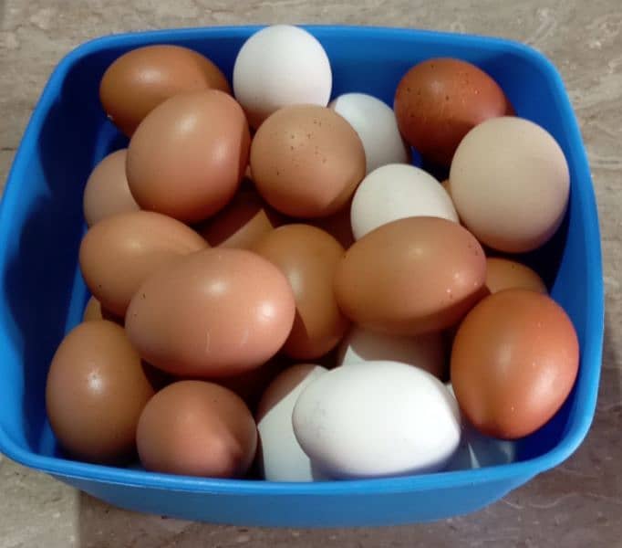 DESI EGGS ON DISCOUNTED RATE 1