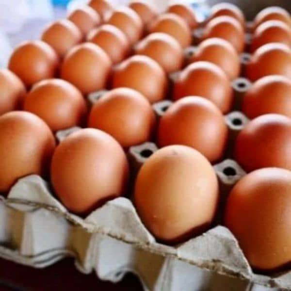 DESI EGGS ON DISCOUNTED RATE 3