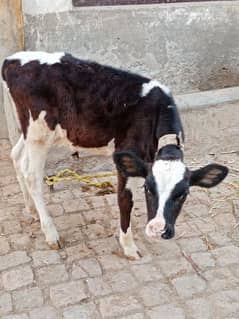 walayti cow