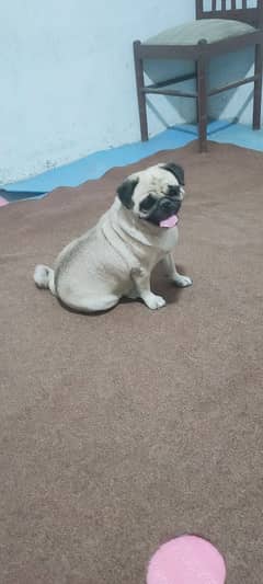 pug female