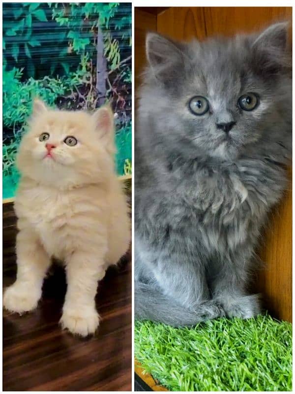 Persian Punch face triple coat cat Kitten 2