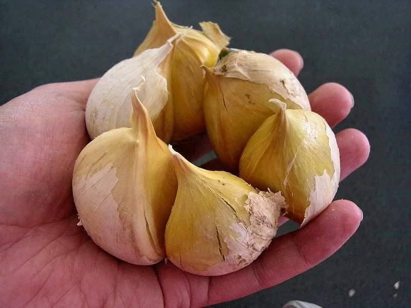 NARC G1 GARLIC AVAILABLE 0