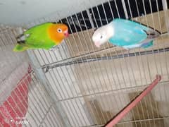 love birds/BLUE OPLINE X GREEN OPLINE BREEDER PAIR LOOKING FOR SHELTER