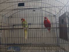 Rosella pair available