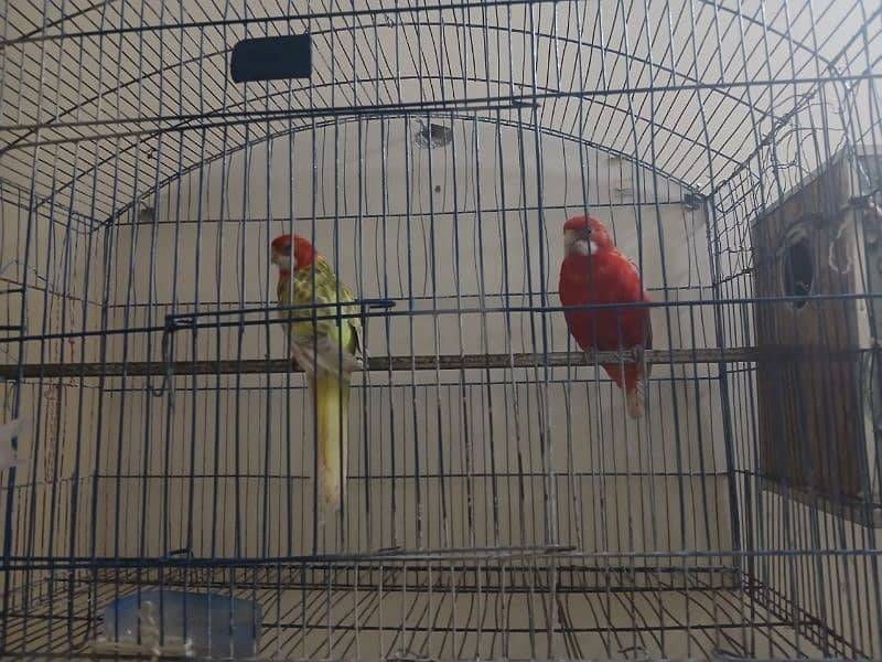 Rosella pair available 0