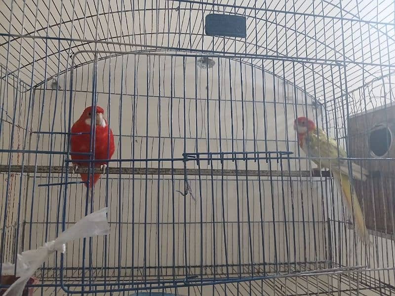 Rosella pair available 1