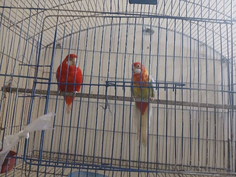 Rosella pair available 2