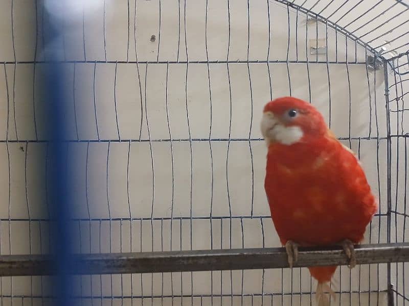 Rosella pair available 3