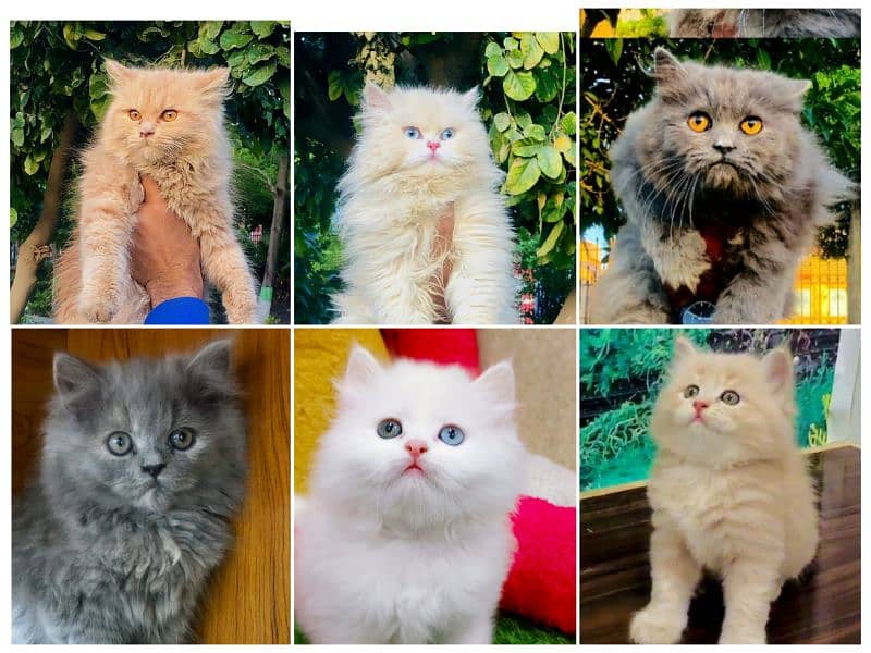 Persian Punch face triple coat cat Kitten 4