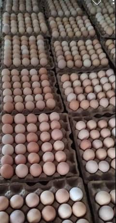 desi egg available in multan