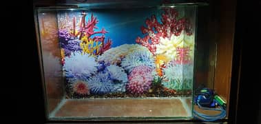 Aquarium for Small Fishes