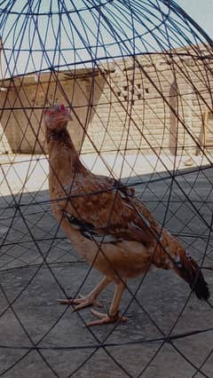 sindhi aseel hen band gaddi(age 2 years)