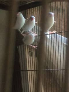 White and Silver Java Pairs for Sale.