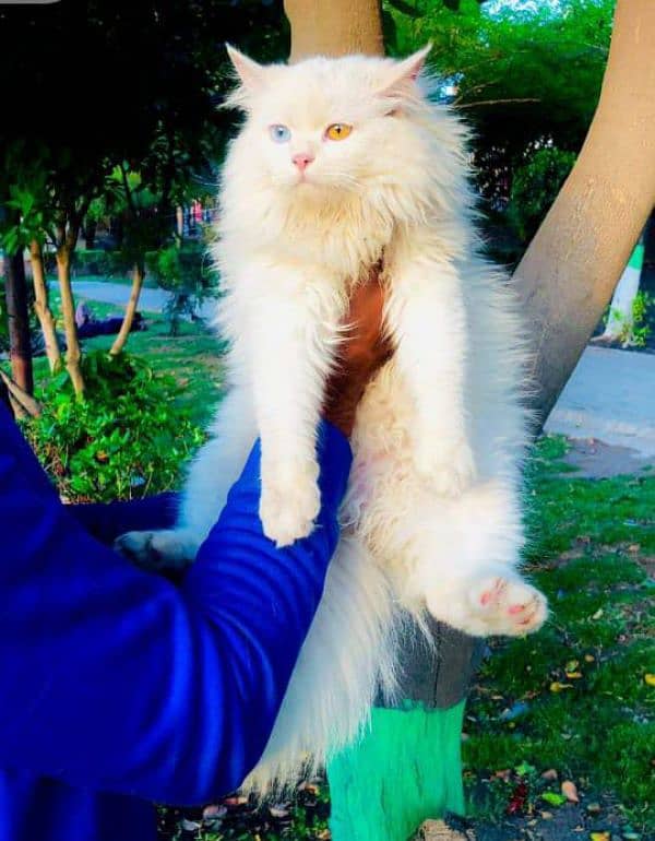 Persian Punch face triple coat cat Kitten 13