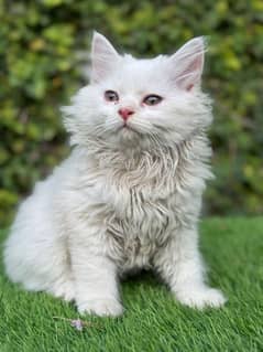 Persian kitten