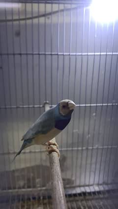 Blue Lady Gouldian