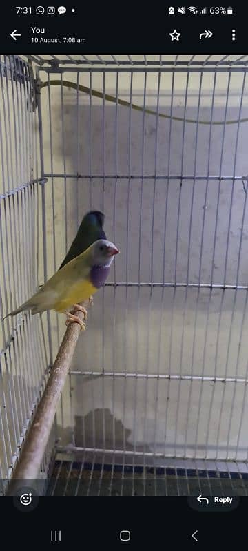 Blue Lady Gouldian 2