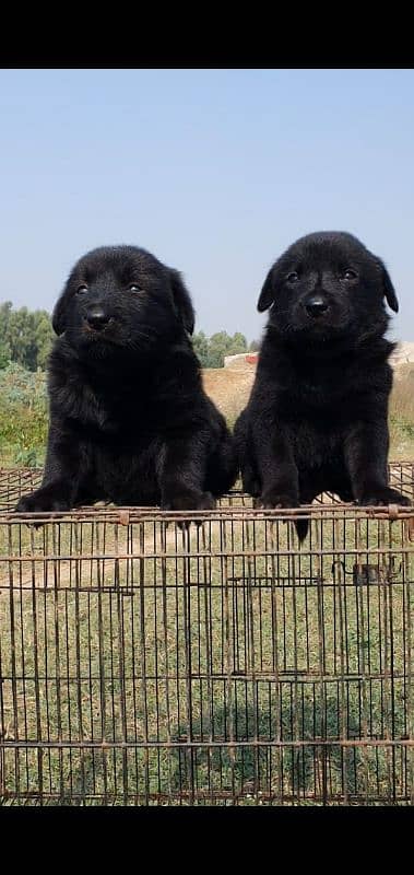 black german shepherd double coat for sale 0