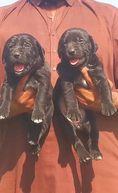 bully dog pair Age 2 month for sale