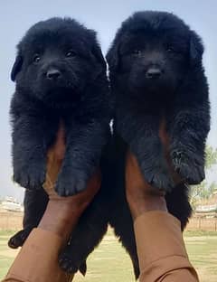 black German Shepherd puppie for sale