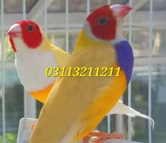 Lady Gouldian Lutino Breeding Pair with Eggs & Cage