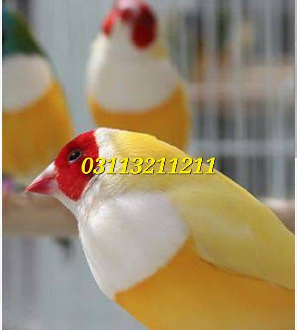 Lady Gouldian Lutino Breeding Pair with Eggs & Cage 1