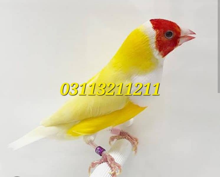 Lady Gouldian Lutino Breeding Pair with Eggs & Cage 2