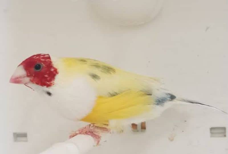 Lady Gouldian Lutino Breeding Pair with Eggs & Cage 3