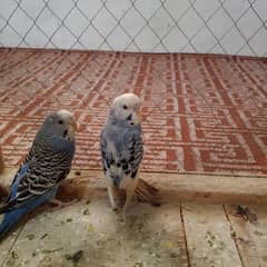 Pair of budgies parrot with cage for sale