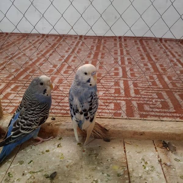 Pair of budgies parrot with cage for sale 0