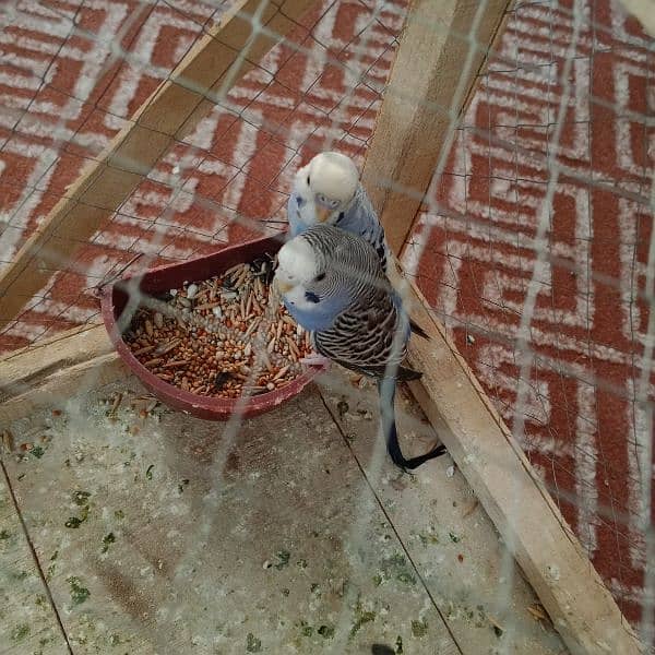 Pair of budgies parrot with cage for sale 2