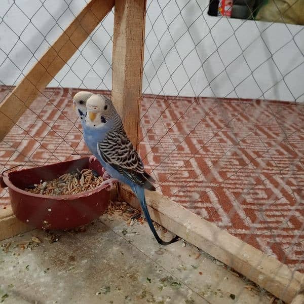 Pair of budgies parrot with cage for sale 3