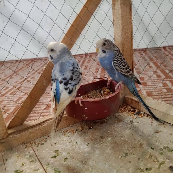 Pair of budgies parrot with cage for sale 4