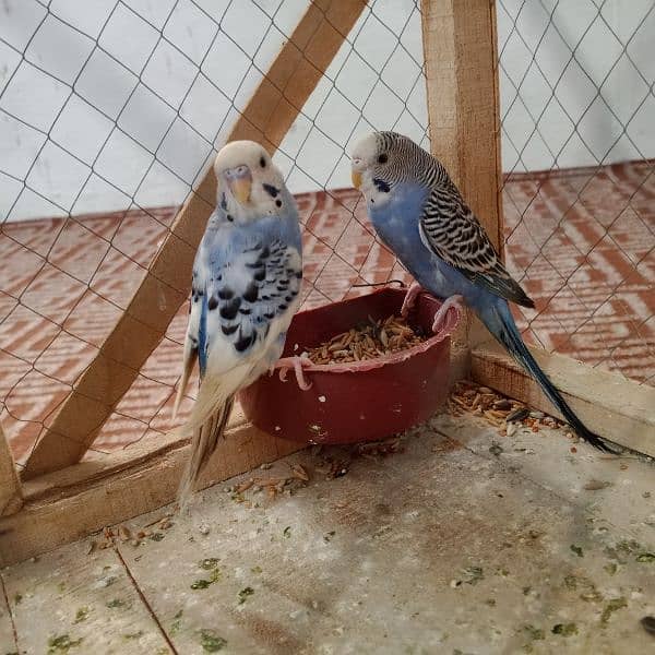 Pair of budgies parrot with cage for sale 5