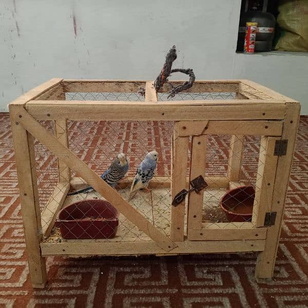 Pair of budgies parrot with cage for sale 6